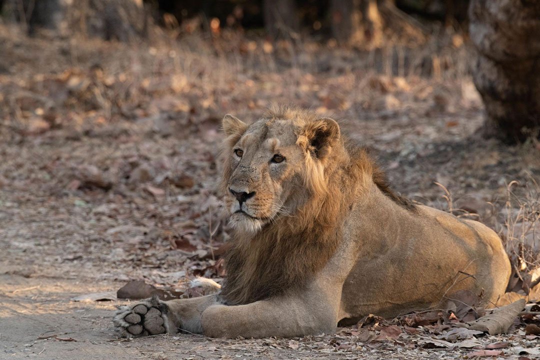 Gir National Park